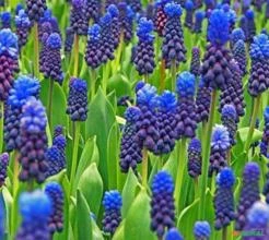 SEMENTES MUSCARI LATIFOLIUM JACINTO UVA DE FOLHAS LARGAS FLOR PERFUMADA BELÍSSIMA P/ARRANJOS FLORAIS