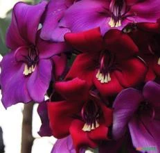 SEMENTES FRESCAS MANACÁ COLOMBIANO (MERIANIA NOBILIS), A MAIS BELA FLORADA DO MUNDO