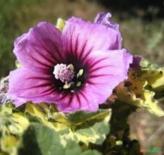 SEMENTES FLOR DO BISPO (LAVATERA ARBOREA VARIEGATA) MALVA REAL, VARIEDADE BELÍSSIMA E MUITO RARA