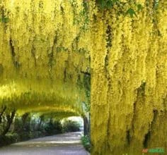 SEMENTES WISTERIA DOURADA CORRENTE DE OURO TREPADEIRA LABURNUM X WATERERI VOSSII FLORAÇÃO PREMIADA