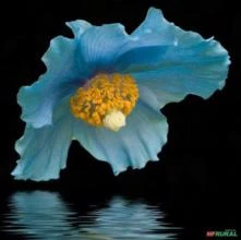 SEMENTES PAPOULA AZUL DO HIMALAYA (MECONOPSIS BAILEYI) FLOR BELÍSSIMA, UM PRÊMIO EM AQUISIÇÃO