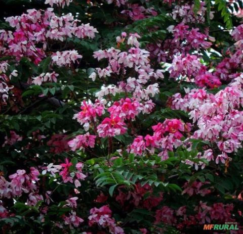 SEMENTES CASSIA JAVANICA SSP. NODOSA (CASSIA FLOR DE MAÇÃ, CASSIA ARCO-ÍRIS)) APÍCOLA ORNAMENTAL