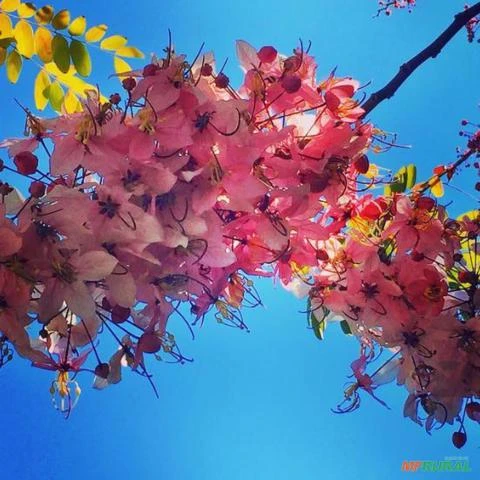 SEMENTES CASSIA JAVANICA SSP. NODOSA (CASSIA FLOR DE MAÇÃ, CASSIA ARCO-ÍRIS)) APÍCOLA ORNAMENTAL