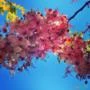 SEMENTES CASSIA JAVANICA SSP. NODOSA (CASSIA FLOR DE MAÇÃ, CASSIA ARCO-ÍRIS)) APÍCOLA ORNAMENTAL