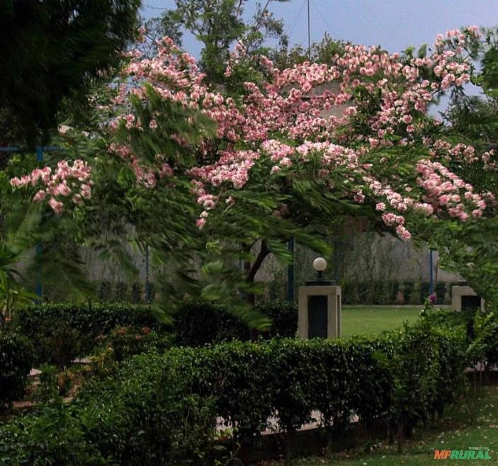 SEMENTES CASSIA JAVANICA SSP. NODOSA (CASSIA FLOR DE MAÇÃ, CASSIA ARCO-ÍRIS)) APÍCOLA ORNAMENTAL