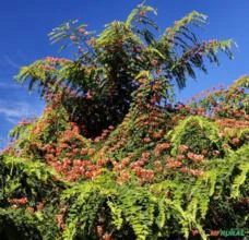 SEMENTES FRESCAS CASSIA ROXBURGHII (CASSIA CHUVEIRO VERMELHO) MELÍFERA ORNAMENTAL MUITO RARA