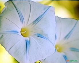 SEMENTE TREPADEIRA GLÓRIA DA MANHÃ ESTRELA AZUL CORDA DE VIOLA CAMPAINHA -IPOMOEA TRICOLOR BLUE STAR