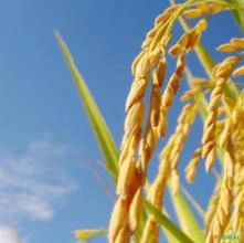 SEMENTES ARROZ BLUE BONNET (ARROZ ARMÊNIO, ARROZ DE SEQUEIRO) VARIEDADE RARA CULTIVADA P/MAIAS