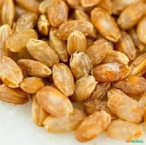 SEMENTES FRESCAS DE ARROZ AKAMURO (ARROZ VERMELHO) COM CERT.ORGÂNICA PARA PLANTIO MUITO RARO SEMENTES FRESCAS DE ARROZ AKAMURO (ARROZ VERMELHO) COM CERT.ORGÂNICA PARA PLANTIO MUITO RARO