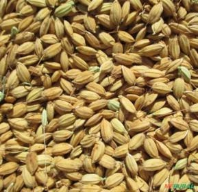 SEMENTES FRESCAS P/ PLANTIO DE ARROZ DUBORSKIAN (CERT. ORGÂNICA) ALTO RENDIMENTO VARIEDADE ROBUSTA.. SEMENTES FRESCAS P/ PLANTIO DE ARROZ DUBORSKIAN (CERT. ORGÂNICA) ALTO RENDIMENTO VARIEDADE ROBUSTA..