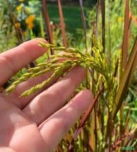 SEMENTES FRESCAS DE ORIZA SATIVA BLACK MADRAS (ARROZ CHARTREUSE), ARROZ ORNAMENTAL E COMESTÍVEL