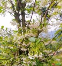 SEMENTES JASMIM DE ÁGUA FLOR SAGRADA (WRIGHTIA RELIGIOSA) FLORES ORNAMENTAIS E AROMÁTICAS O ANO TODO