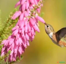 SEMENTES DE ERICA BAUERA (ÉRICA NUPCIAL, CHARNECA NUPCIAL, URZE) FLORESCE O ANO TODO