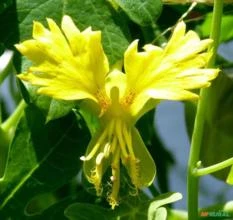 SEMENTES TREPADEIRA PÁSSARO PEREGRINO (TROPAEOLUM PEREGRINUM) FLORES COMESTÍVEIS E ORNAMENTAIS