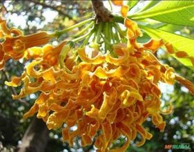 SEMENTES FLOR SACA-ROLHAS, FLOR DE MADEIRA TORCIDA (STROPHANTHUS BOIVINII) ORNAMENTAL MEDICINAL