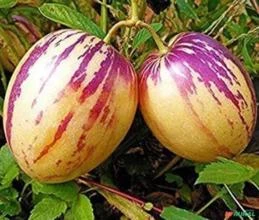 SEMENTES MELÃO-PERA, MELÃO ANDINO, MELÃO DOS ANDES (SOLANUM MURICATUM) FRUTA DOCE DELICIOSA