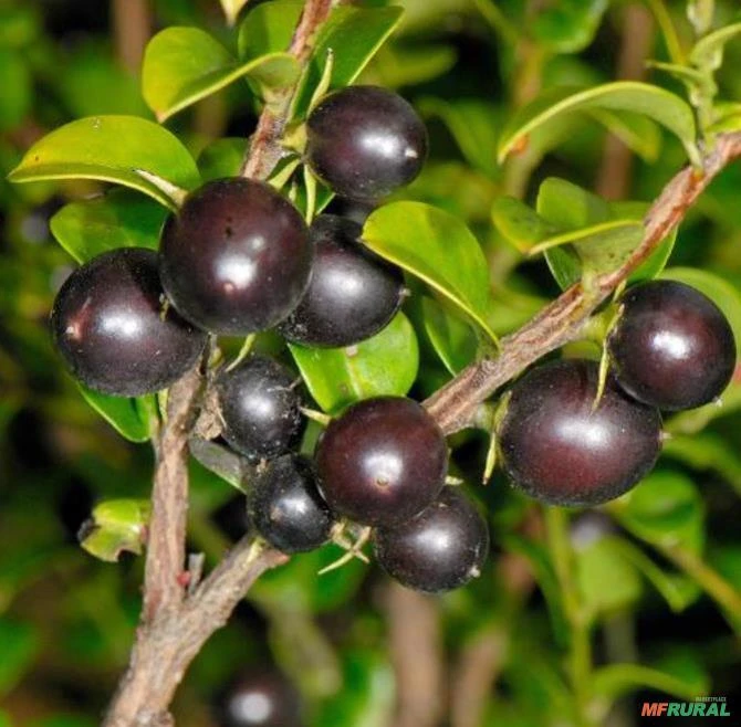 SEMENTES DE MINI CAQUI, CAQUI UVA (DIOSPYROS VACCINIOIDES) FRUTA MUITO RARA E DELICIOSA