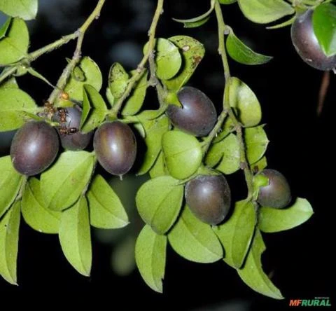 SEMENTES DE MINI CAQUI, CAQUI UVA (DIOSPYROS VACCINIOIDES) FRUTA MUITO RARA E DELICIOSA