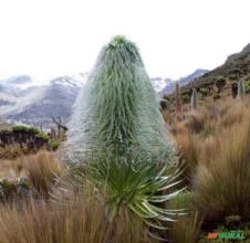 SEMENTES FLOR LOBELIA GIGANTE, PRIMO ITT FAMÍLIA ADAMS ( LOBELIA TELEKII) MUITO RARA P/COLECIONADOR