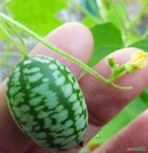 SEMENTES MINI PEPINO DOCE, MINI MELANCIA DOCE (MELOTHRIA DULCIS) FRUTOS DOCES E DELICIOSOS IN NATURA