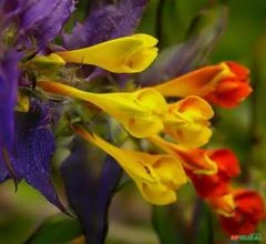 SEMENTES FRESCAS FLOR DIA E NOITE, BANDEIRA SUECA (MELAMPYRUM NEMOROSUM) ORNAMENTAL MELÍFERA APÍCOLA