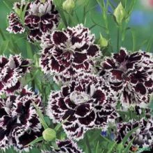 SEMENTES CRAVO DA ÍNDIA PRETO E BRANCO, ROSA CHINESA (DIANTHUS CHINENSIS HEDDEWIGII BLACK AND WHITE)