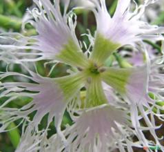 SEMENTES FLOR DIVINA BRANCA, ROSA FRANJADA, CRAVO DA ÍNDIA (DIANTHUS SUPERBUS WHITE) ERVA MEDICINAL