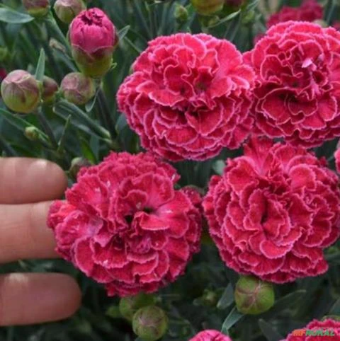 SEMENTES CRAVO PLUMADO DOBRADO, ROSA DE PLUMA (DIANTHUS PLUMARIUS SONATA EXTRA DOUBLE MIX) FLOR RARA