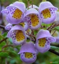 SEMENTES FLOR DE CHÁ CÁLICE DOS ANJOS (JOVELLANA PUNCTATA) ORNAMENTAL AROMÁTICA, MELÍFERA MUITO RARA