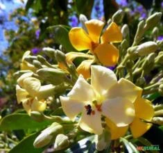 SEMENTES DE MANACÁ AUSTRALIANO (HYMENOSPORUM FLAVUM) ORNAMENTAL AROMÁTICA P/ CULTIVO EM VASOS