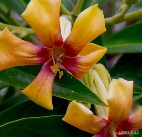 SEMENTES DE MANACÁ AUSTRALIANO (HYMENOSPORUM FLAVUM) ORNAMENTAL AROMÁTICA P/ CULTIVO EM VASOS