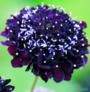 SEMENTES FLOR DA SAUDADE AZUL ESCURO, DOCE ESCABIOSA DOS JARDINS (SCABIOSA A. FLORIST DARK BLUE)