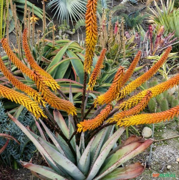 SEMENTES ÁRVORE ALOE, ALOE DA MONTANHA (ALOE MARLOTHII) MEDICINAL ORNAMENTAL FLORAÇÃO MAGNÍFICA