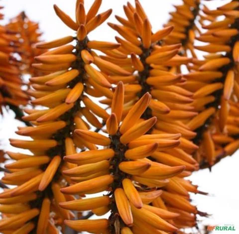 SEMENTES ÁRVORE ALOE, ALOE DA MONTANHA (ALOE MARLOTHII) MEDICINAL ORNAMENTAL FLORAÇÃO MAGNÍFICA