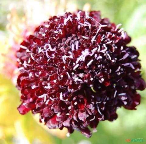 SEMENTES DOCE ESCABIOSA DOS JARDINS, FLOR DA SAUDADE (SCABIOSA ATROPURPUREA FLORIST FIRE KING)