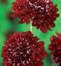 SEMENTES DOCE ESCABIOSA DOS JARDINS, FLOR DA SAUDADE (SCABIOSA ATROPURPUREA FLORIST FIRE KING)