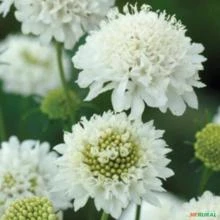 SEMENTES DOCE ESCABIOSA DOS JARDINS BRANCA, FLOR DA SAUDADE (SCABIOSA ATROPURPUREA SNOWMAIDEN)