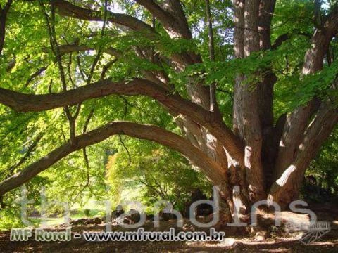 SEMENTES DE KATSURA TREE - CERCIDIPHYLLUM JAPONICUM