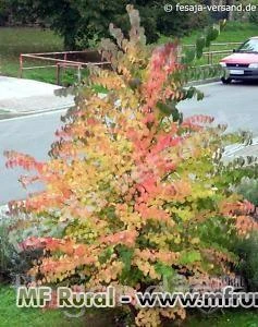 SEMENTES DE KATSURA TREE - CERCIDIPHYLLUM JAPONICUM