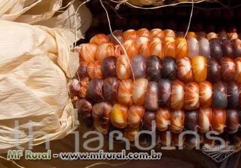 SEMENTES DE MILHO GIANT INDIAN CORN