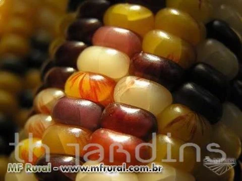 SEMENTES DE MILHO GIANT INDIAN CORN