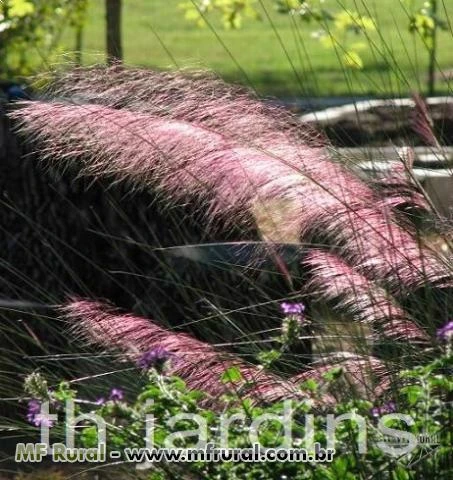 SEMENTES DE MUHLYGRASS