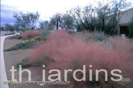 SEMENTES DE MUHLYGRASS