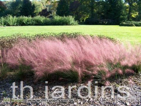 SEMENTES DE MUHLYGRASS