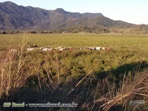 FAZENDA JUQUIÁ/MIRACATU SP, VALE DO RIBEIRA, 180 ALQ.100ALQ. PASTO,PLAINO