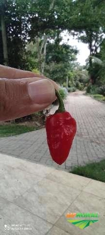 Pimentas in natura Imagem Pimentas in natura