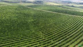 Fazenda de laranja região de botucatu