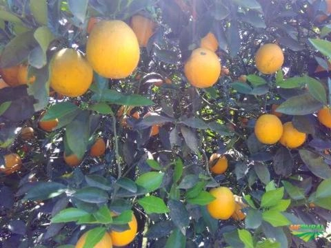 Imagem Laranjas Imagem Laranjas