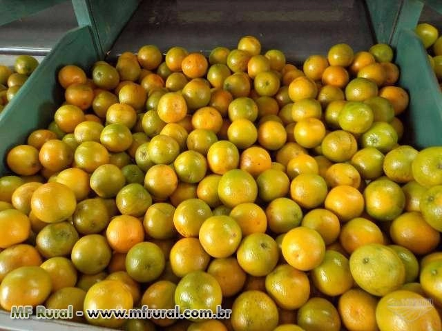 Laranjas Imagem Laranjas