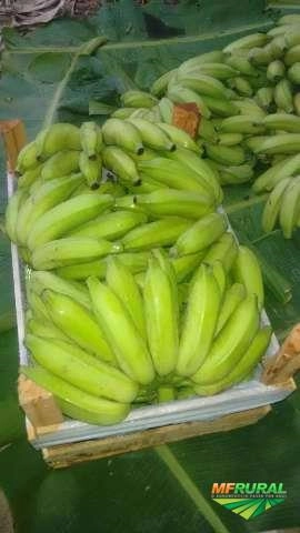 Imagem Banana Prata e Caturra Imagem Banana Prata e Caturra